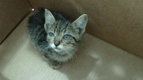 CARLISLE - Domestic Medium Hair available for adoption