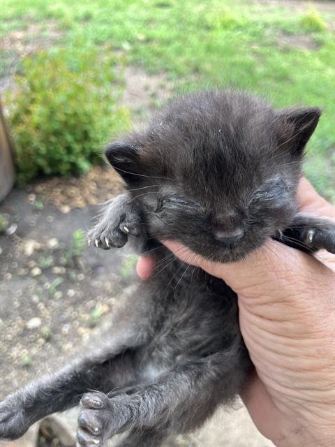 TOBY - Domestic Short Hair available for adoption