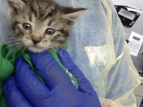 HAN - Domestic Medium Hair available for adoption
