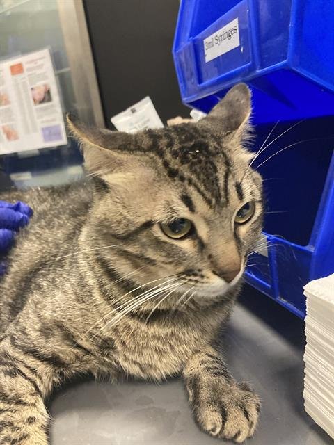 BUSTER - Domestic Short Hair available for adoption