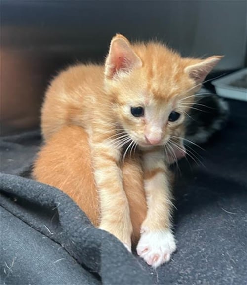 FLAMIN - Domestic Short Hair available for adoption
