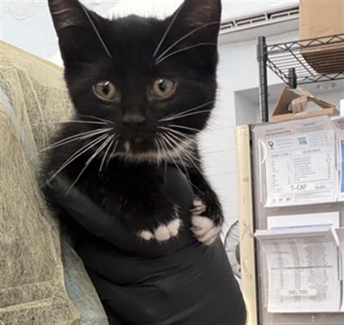 HOWARD - Domestic Short Hair available for adoption
