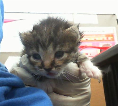 SPICE - Domestic Short Hair available for adoption