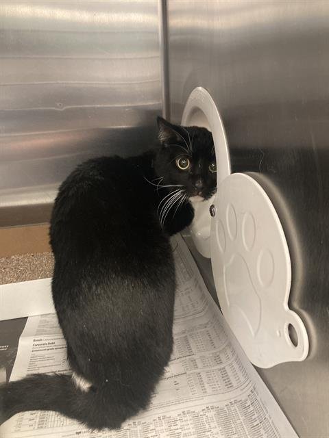 CAMILLO - Domestic Short Hair available for adoption