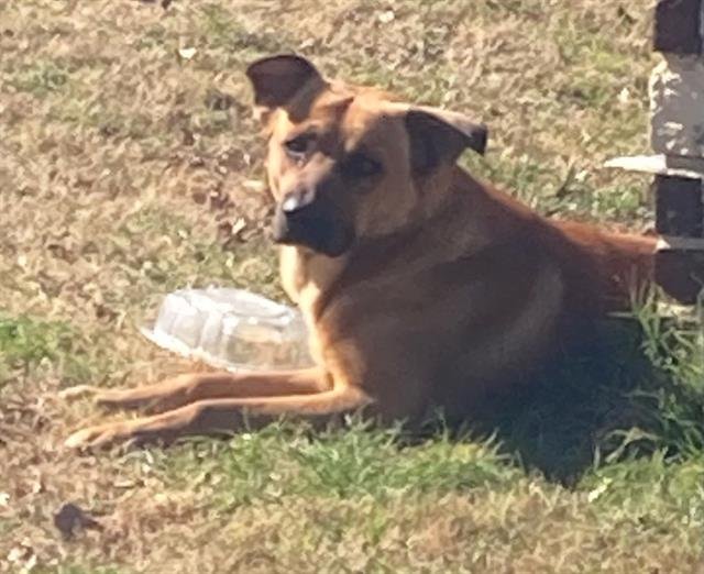 JAKE - German Shepherd Dog available for adoption