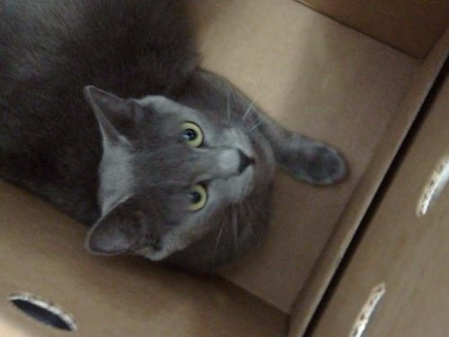 LOLA - Domestic Long Hair available for adoption