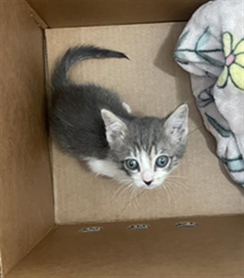 ECLAIR - Domestic Short Hair available for adoption