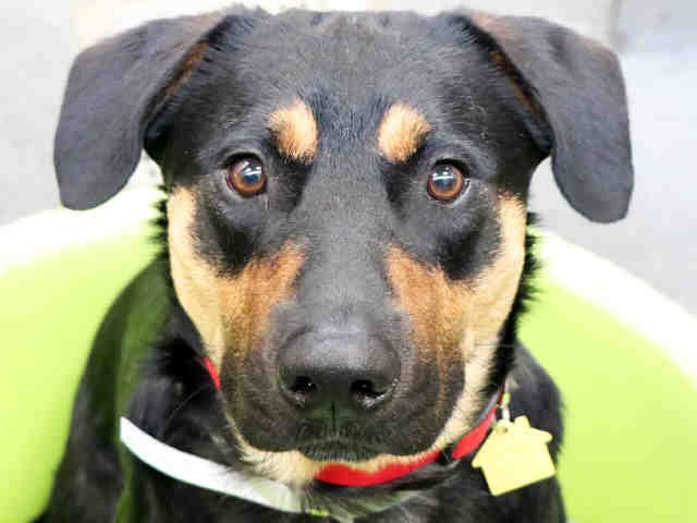 BUZZ - German Shepherd Dog available for adoption