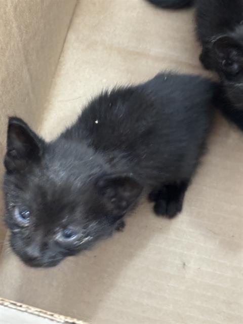 LUCKY - Domestic Short Hair available for adoption