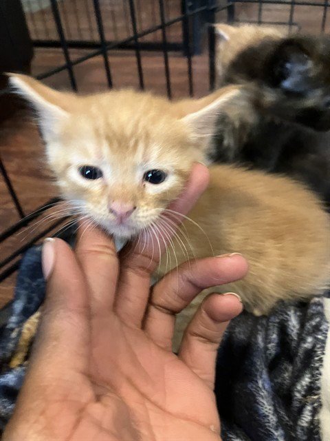 HATCHIN - Domestic Short Hair available for adoption
