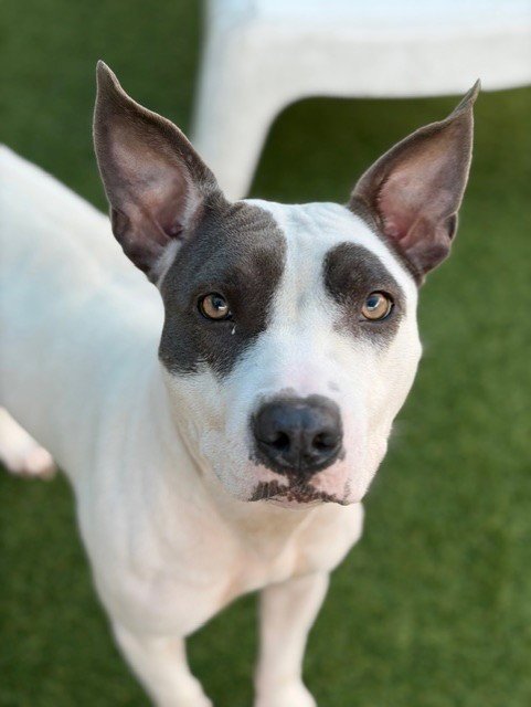 NOVA - Pit Bull Terrier available for adoption