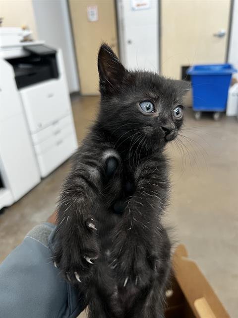 HARRY - Domestic Medium Hair available for adoption