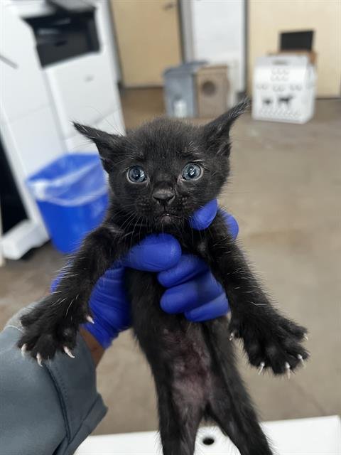 SNICKERS - Domestic Medium Hair available for adoption
