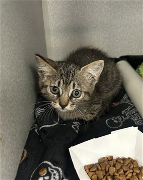 TIGER - Domestic Short Hair available for adoption