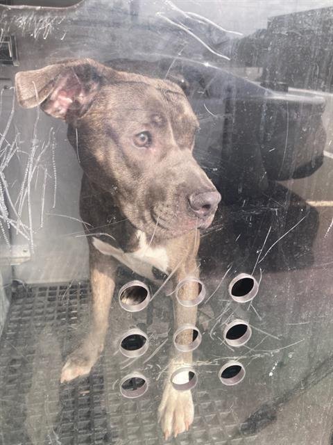 LOIS - Pit Bull Terrier / Labrador Retriever available for adoption