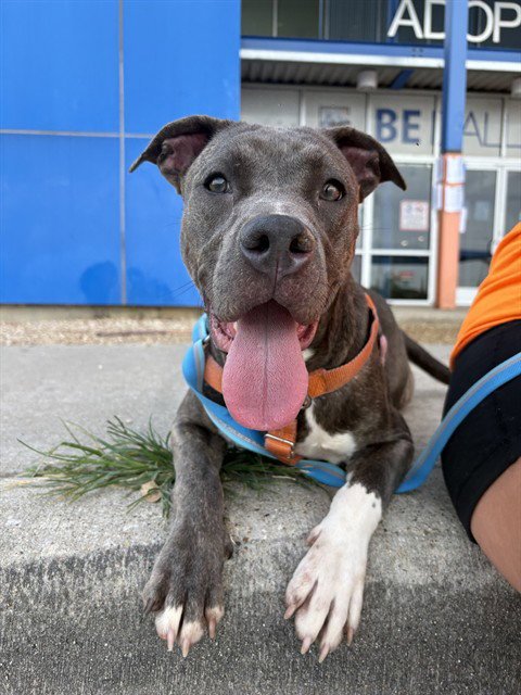 LOIS - Pit Bull Terrier / Labrador Retriever available for adoption