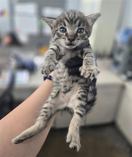 SAIGE - Domestic Short Hair available for adoption