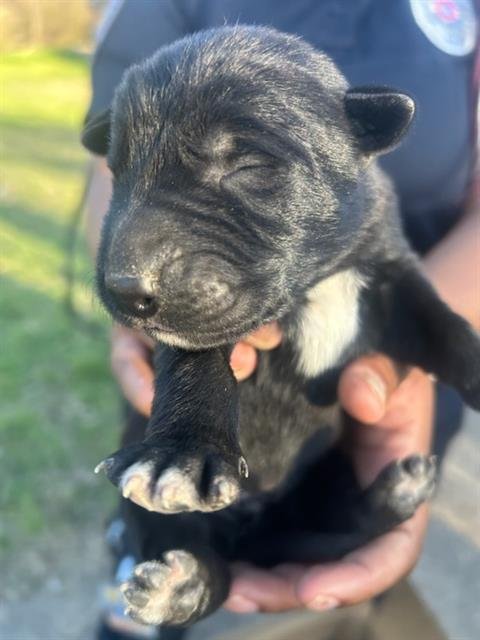 HATTIE - German Shepherd Dog available for adoption