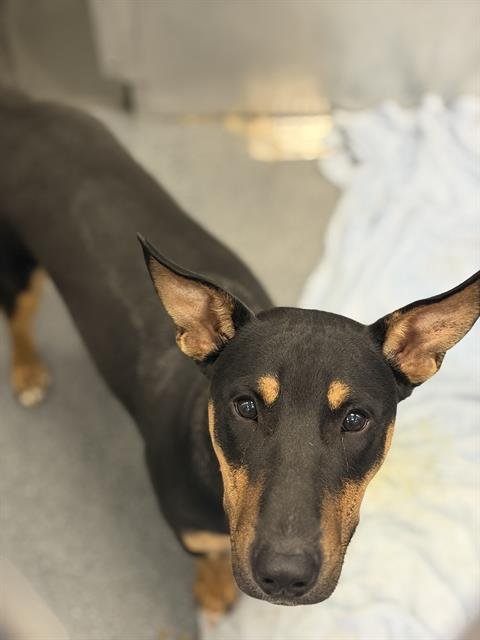 NICE - Bull Terrier available for adoption
