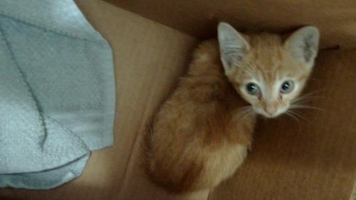 ALASTOR - Domestic Short Hair available for adoption