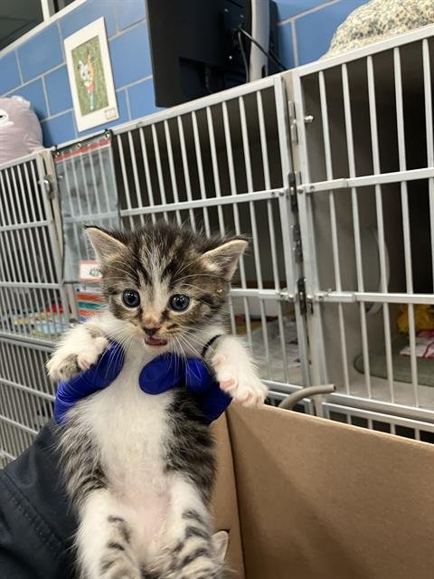 ROBIN - Domestic Short Hair available for adoption