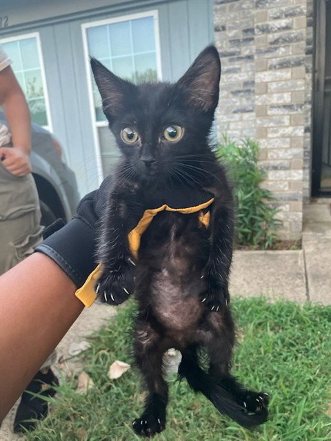 ANGEL - Domestic Short Hair available for adoption