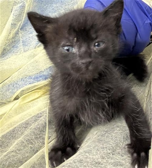 CURRY - Domestic Short Hair available for adoption