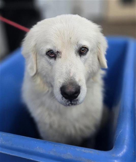 DON - Great Pyrenees for adoption in Irving