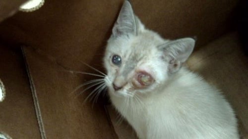 NITA - Domestic Short Hair available for adoption