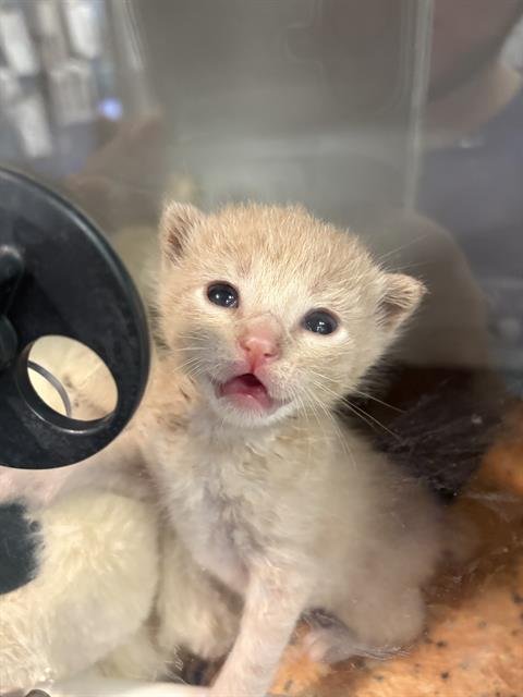 ROMULUS - Domestic Medium Hair available for adoption