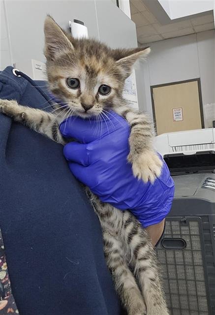 HEIDI - Domestic Short Hair available for adoption