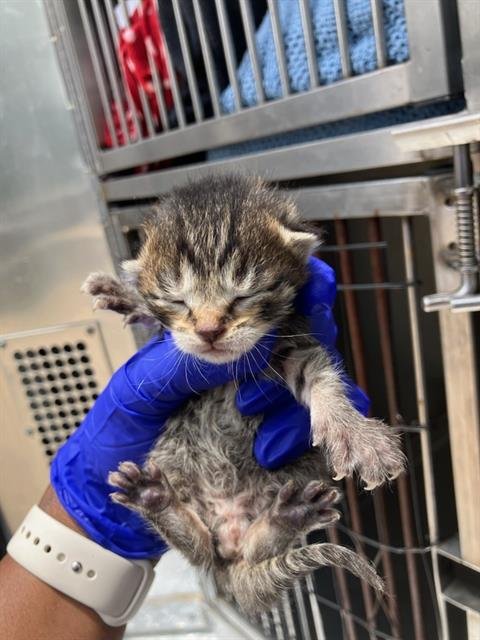 KIDD - Domestic Medium Hair available for adoption