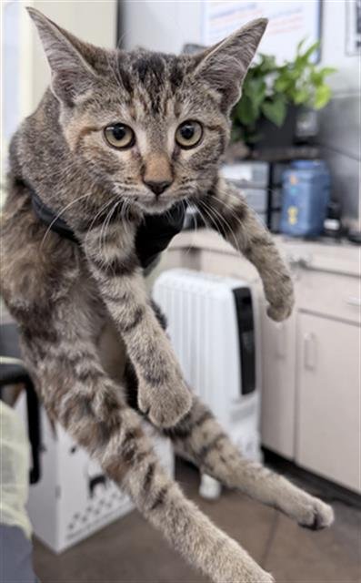 GABBI - Domestic Short Hair available for adoption