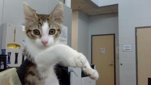 JERRY - Domestic Long Hair available for adoption