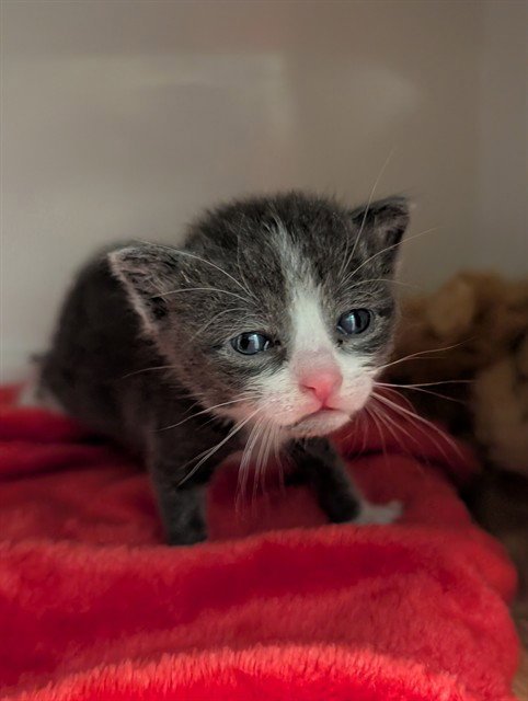 BUD - Domestic Short Hair available for adoption