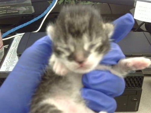 BASIL - Domestic Short Hair for adoption in Dallas
