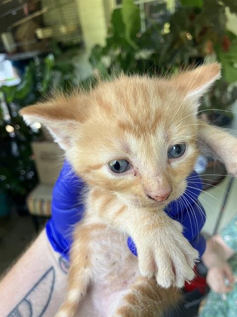 KITTEN 2