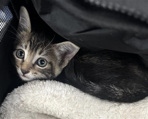 DAWN - Domestic Short Hair available for adoption