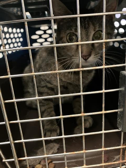 GAMORA - Domestic Short Hair available for adoption