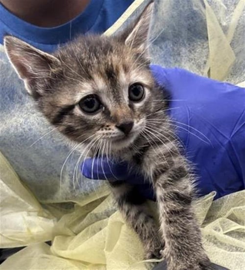 MINNIE - Domestic Short Hair available for adoption