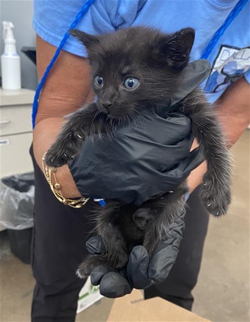 BLAZE - Domestic Short Hair available for adoption