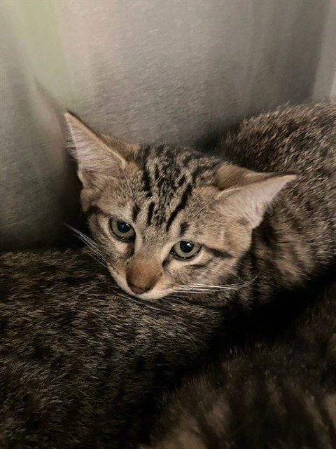 STRAW - Domestic Short Hair available for adoption