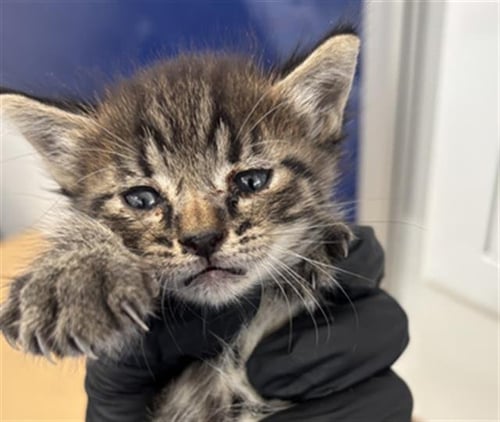 SEAL - Domestic Short Hair available for adoption