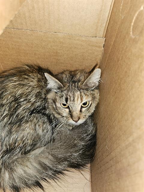 HALEY - Domestic Medium Hair available for adoption