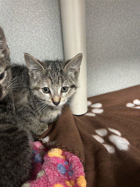 EARTH - Domestic Short Hair available for adoption