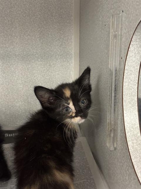 DERPY - Domestic Short Hair available for adoption