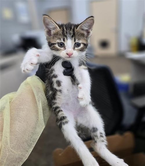 BEATRIX - Domestic Short Hair available for adoption