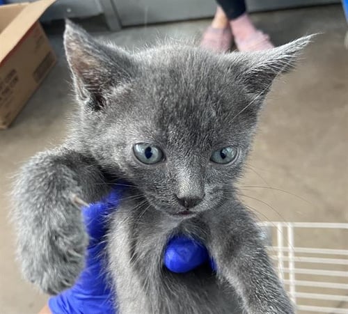 MERIDITH GREY - Domestic Short Hair available for adoption