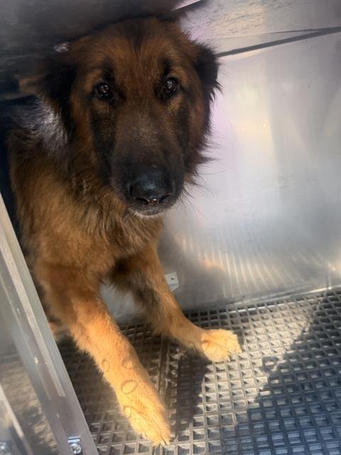 JEFF - German Shepherd Dog available for adoption