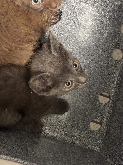 SHADOW - Domestic Short Hair available for adoption